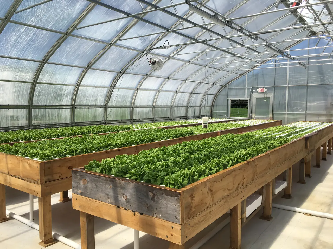 Inside a controlled-environment greenhouse: raised raft beds of leafy greens running the length of the house.
