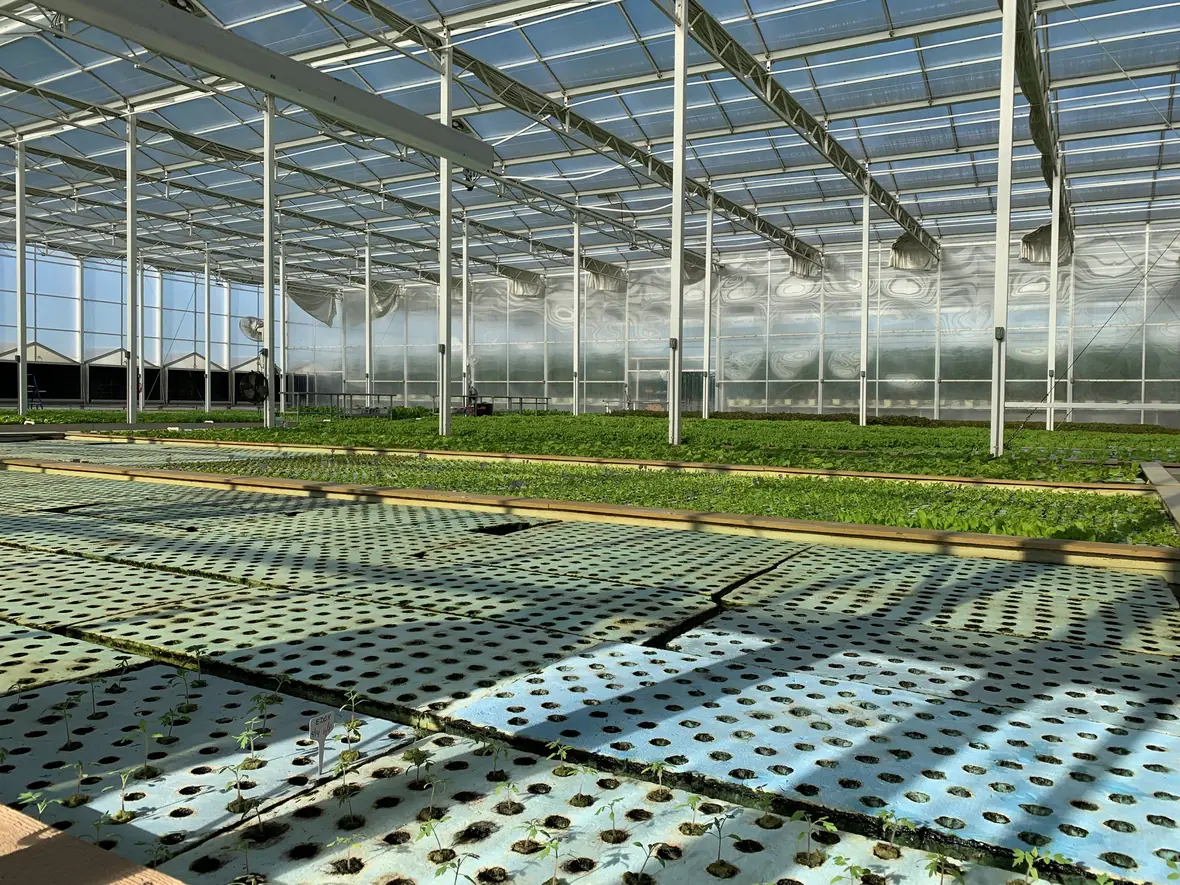 A recirculating raft hydroponic system inside a greenhouse, with channels of leafy greens.